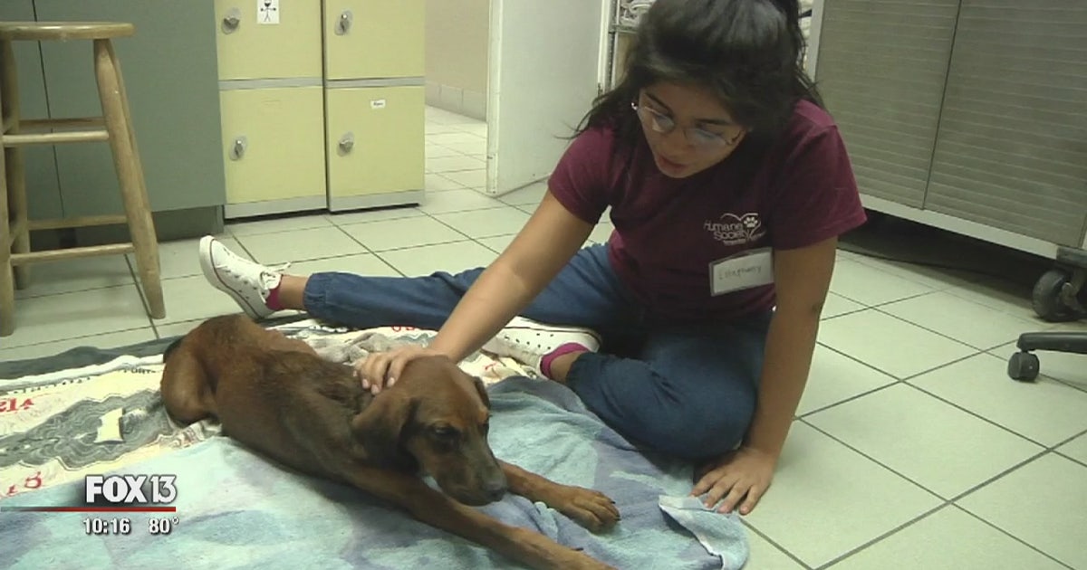 Dogs rescued from floods travel to Tampa shelters | FOX 13 Tampa Bay