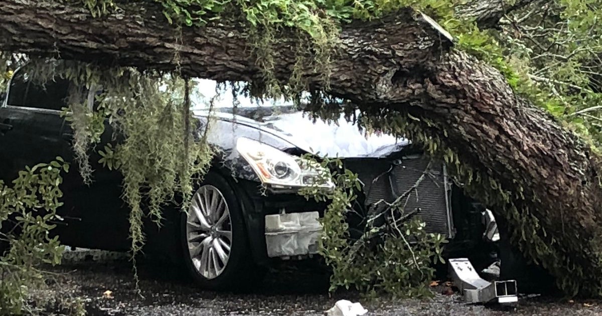 Tree limb crushes car on N Habana Avenue in Tampa | FOX 13 Tampa Bay