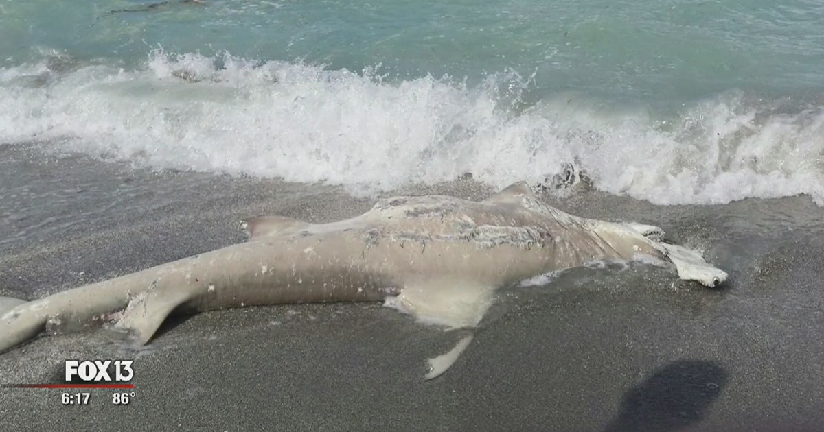 Experts warn caution when fishing for hammerhead | FOX 13 Tampa Bay