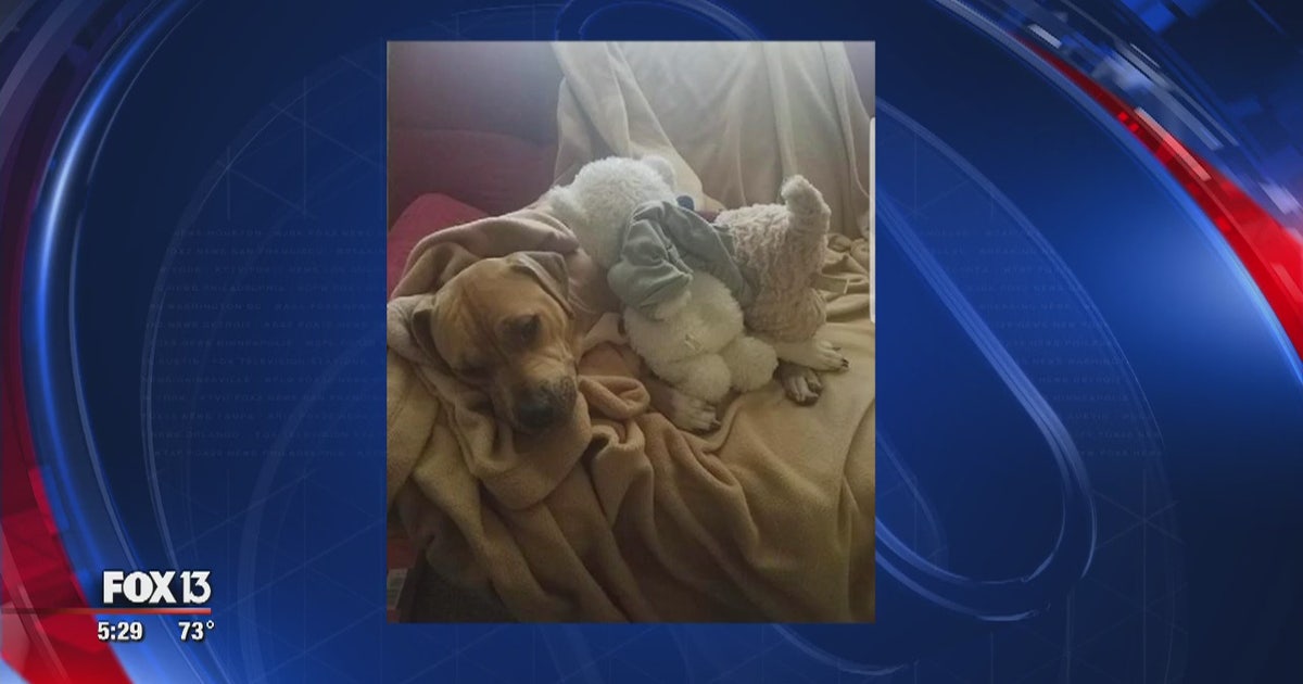 Man pleads for return of adopted dog | FOX 13 Tampa Bay