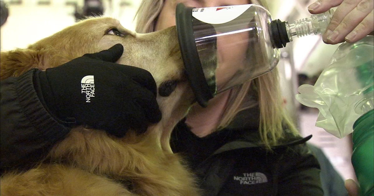 Special oxygen masks help firefighters save pets from burning buildings ...