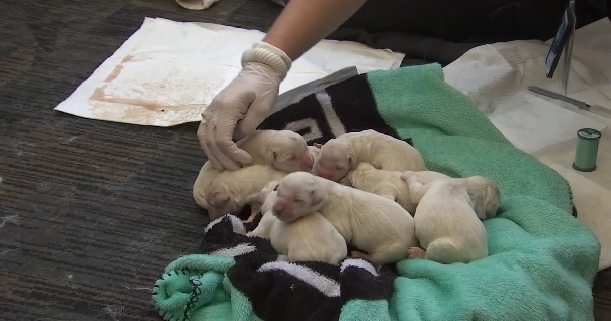 Pregnant dog gives birth to puppies in airport | FOX 13 Tampa Bay