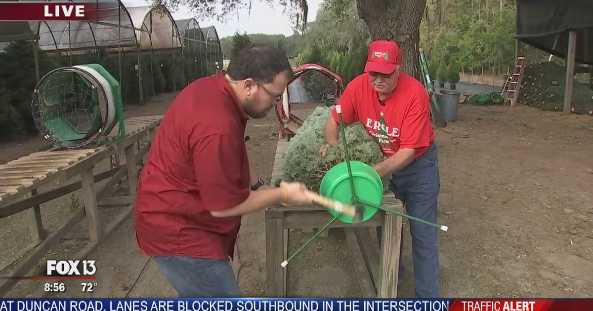 Choose and cut your Christmas tree at Ergle Farm | FOX 13 Tampa Bay