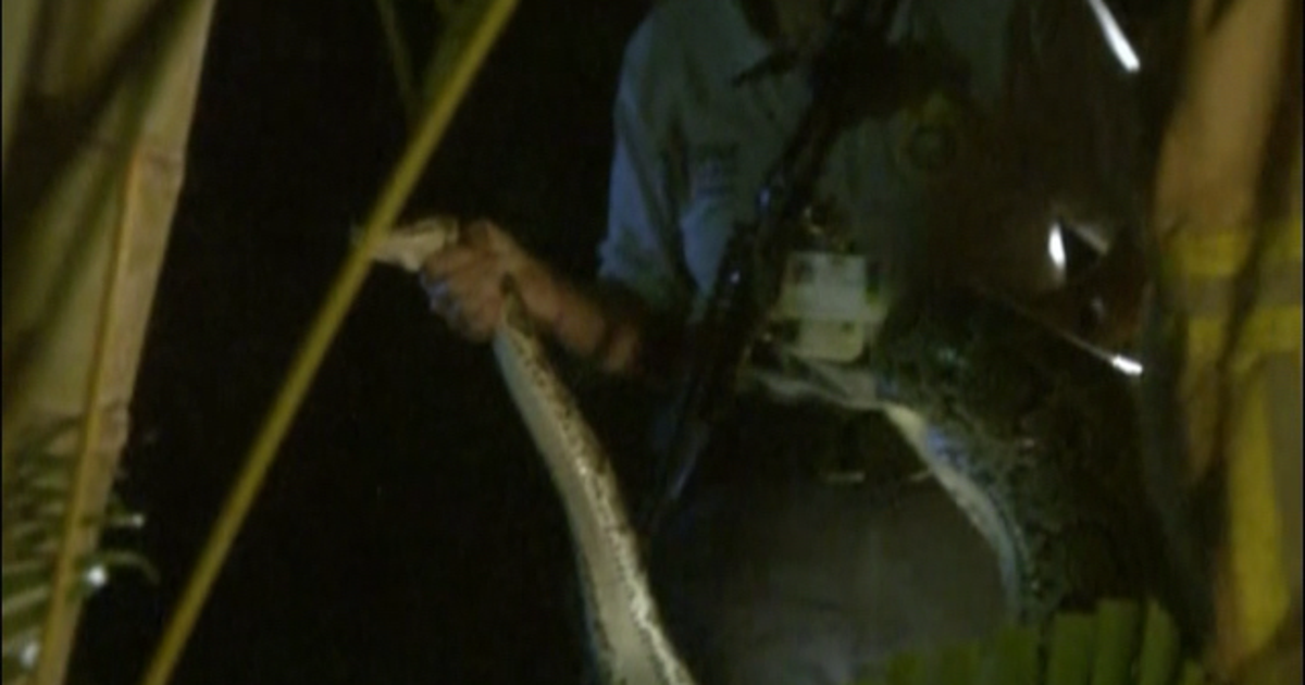 Officials gear up for Florida's python hunt in Everglades | FOX 13 ...