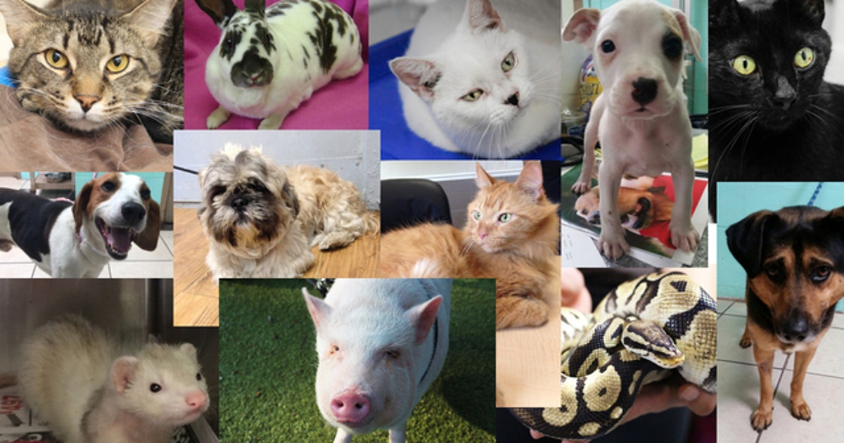 Free adoptions Saturday at SPCA Tampa Bay | FOX 13 Tampa Bay