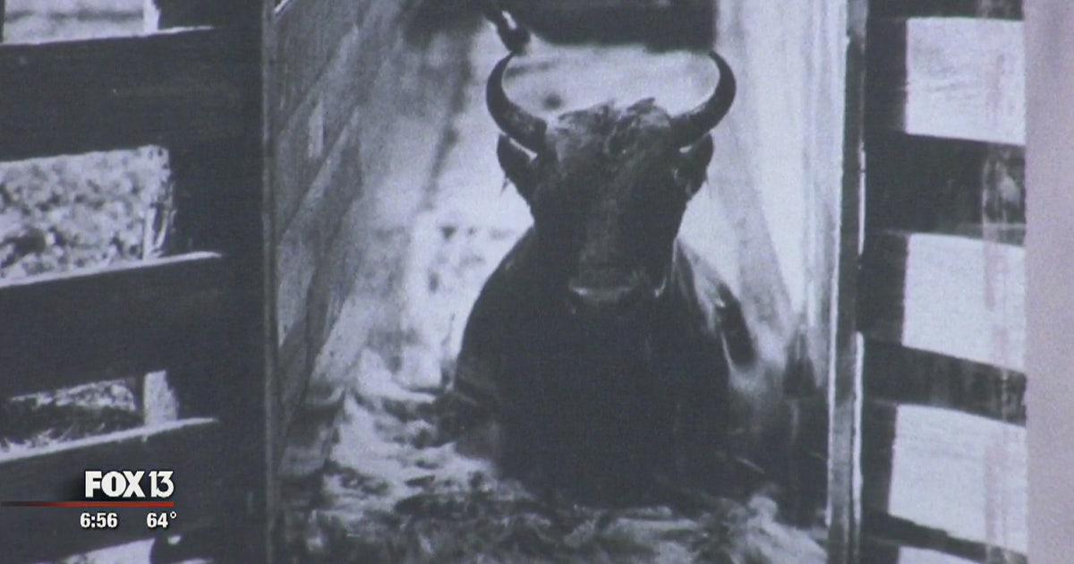 Museum reveals history of Florida cattle ranching | FOX 13 Tampa Bay