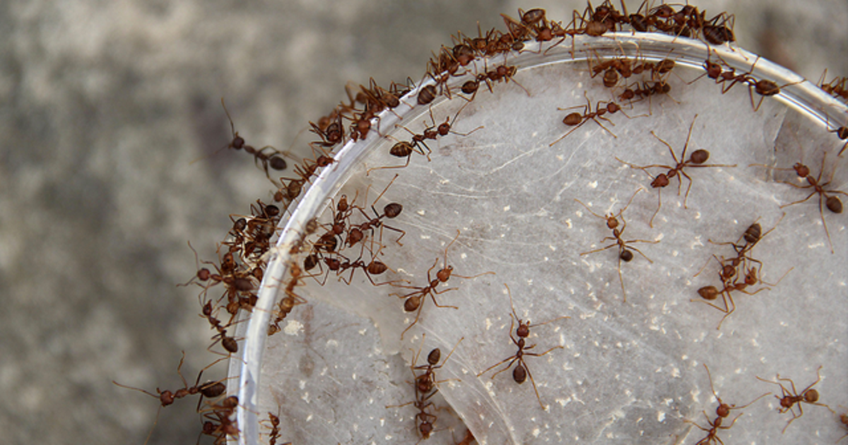 Woman says fire ants 'exploded' all over, delivering painful stings ...