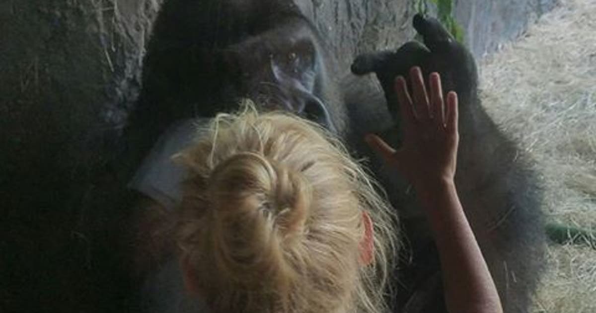 Touching photo shows encounter between girl and gorilla at ...