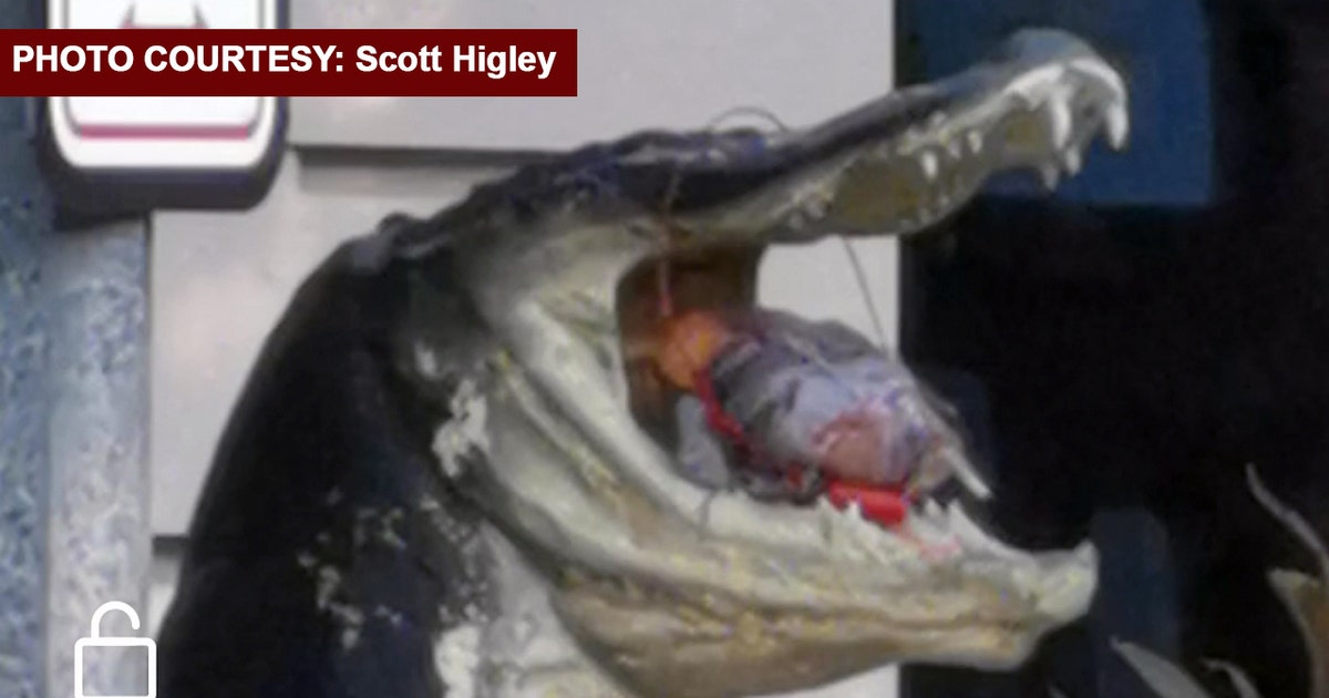 Alligator Explodes 'Bomb' in mouth of alligator statue false alarm | FOX 13 Tampa Bay