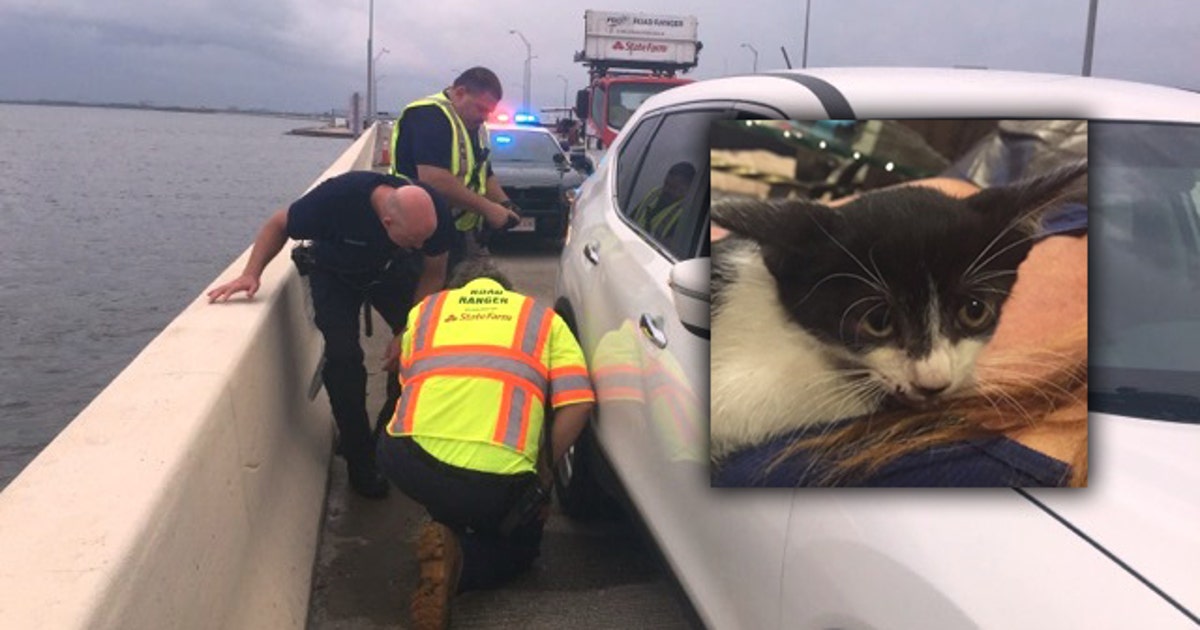 Cat rescued after being tossed from truck on Howard Frankland | FOX 13 ...