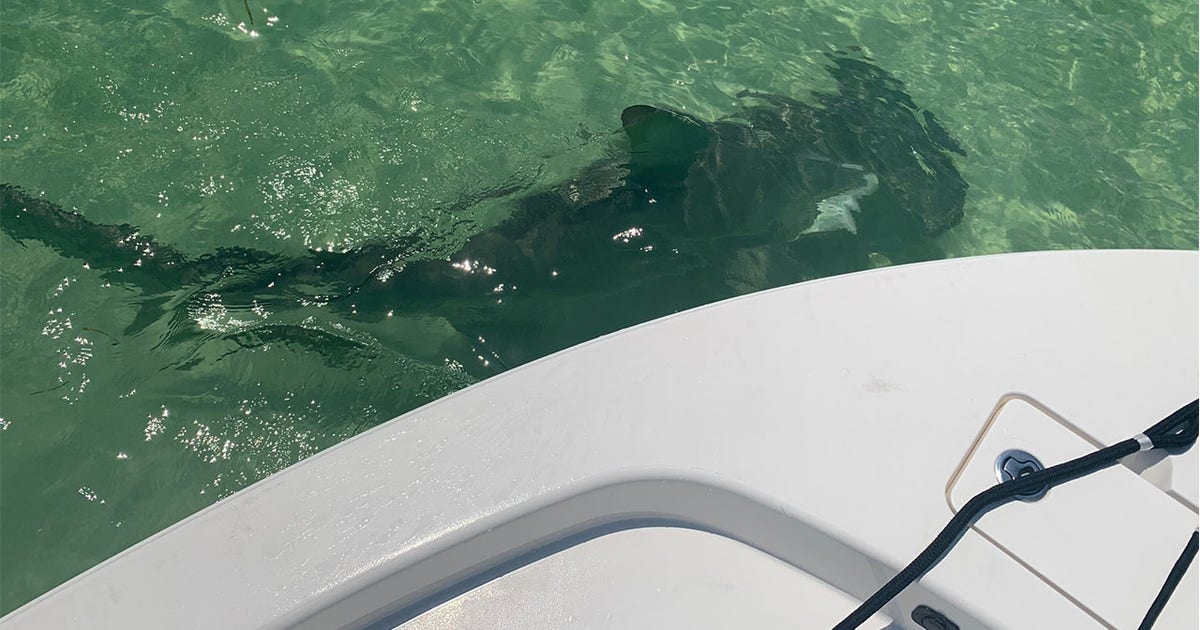 Watch: Hammerhead shark spotted near Pasco Sheriff's Office boat | FOX ...
