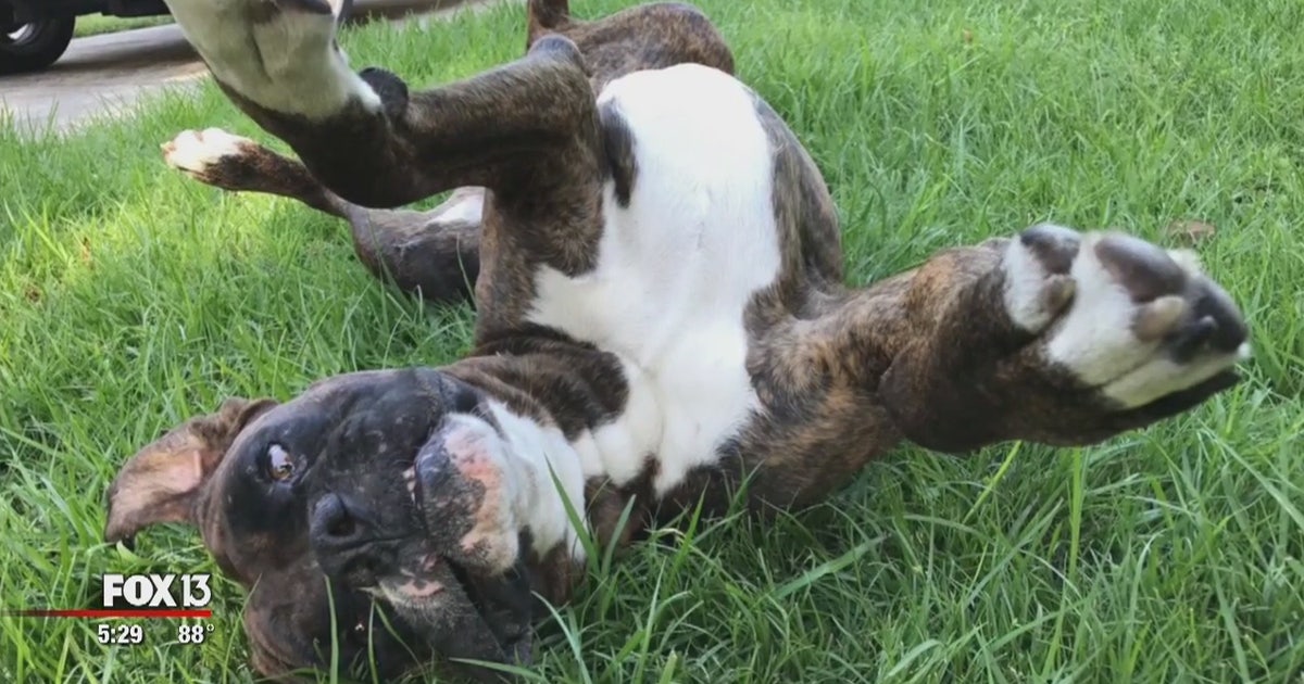 Family wants answers after dog found dead in trash can | FOX 13 Tampa Bay