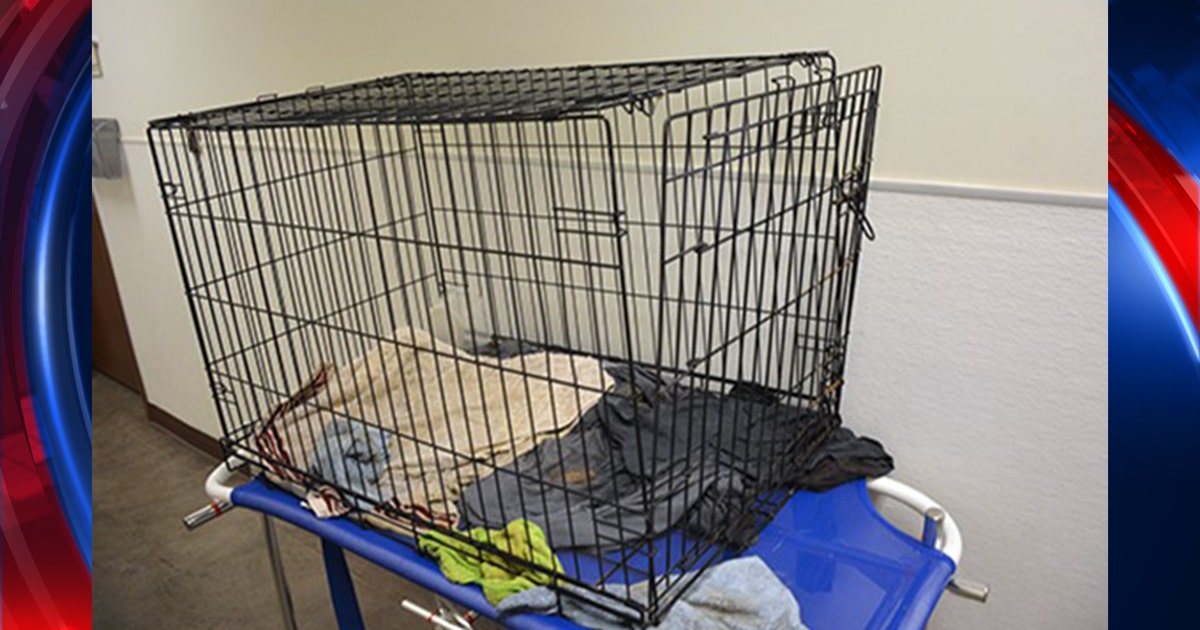 MCACC: German shepherd dead after it was left outside in a crate ...