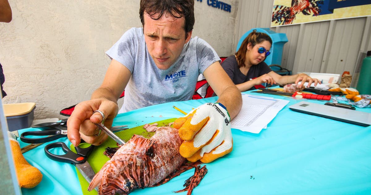 Sarasota lionfish derby makes a splash | FOX 13 Tampa Bay