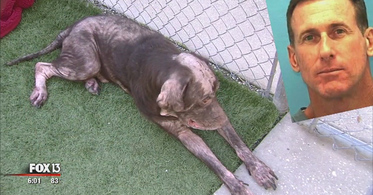 Man accused of beating dogs with hammer arrested | FOX 13 Tampa Bay