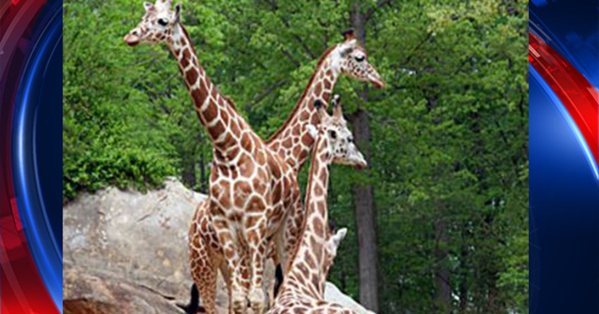 North Carolina Zoo mourns loss of beloved giraffe | FOX 13 Tampa Bay