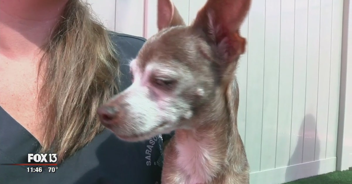 Woman faces animal cruelty charges for second time | FOX 13 Tampa Bay