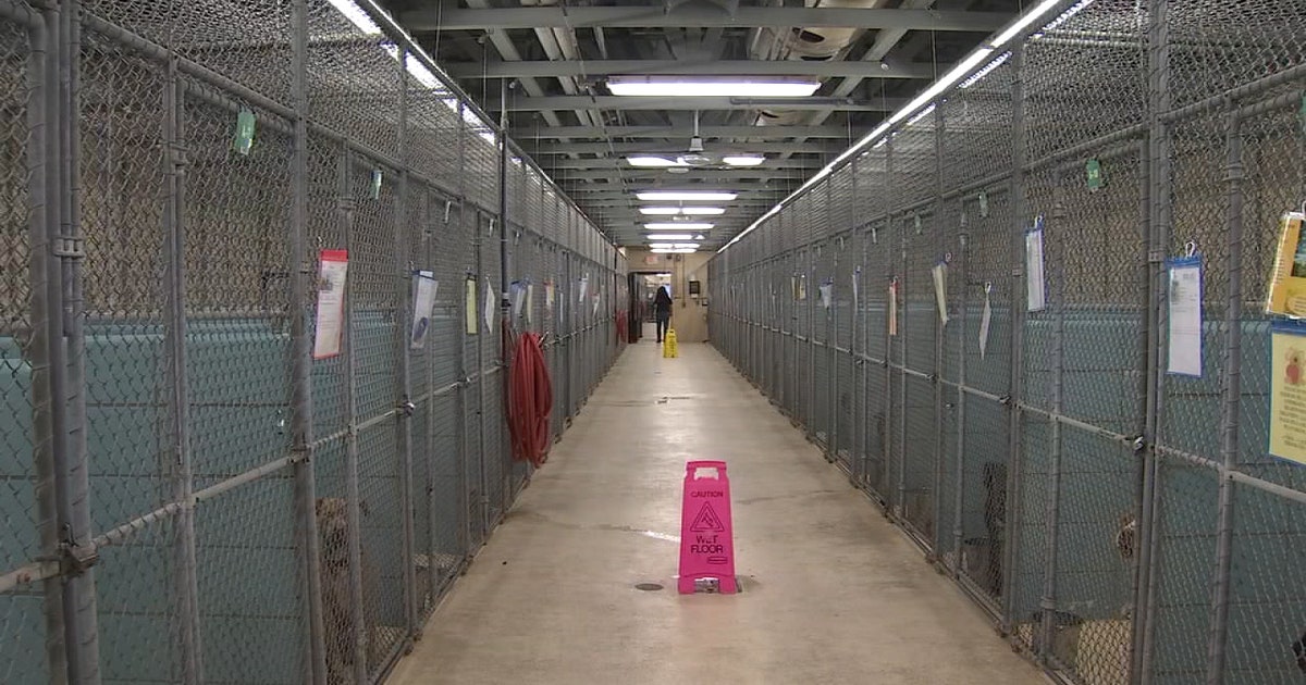 Dogs swapped to different shelters more likely to be adopted | FOX 13 ...