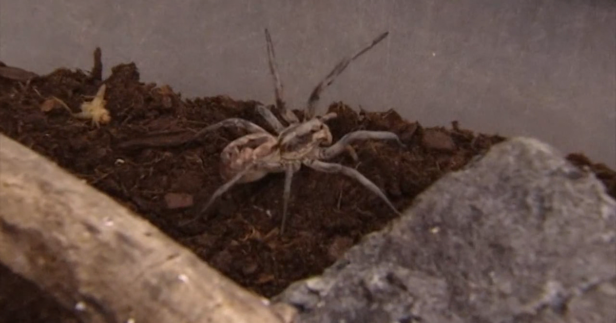 Spiders becoming a problem for one Florida city | FOX 13 Tampa Bay