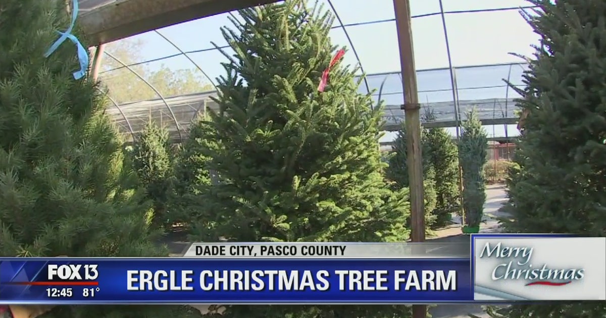 Choose your tree at Ergle Christmas Tree Farm | FOX 13 Tampa Bay