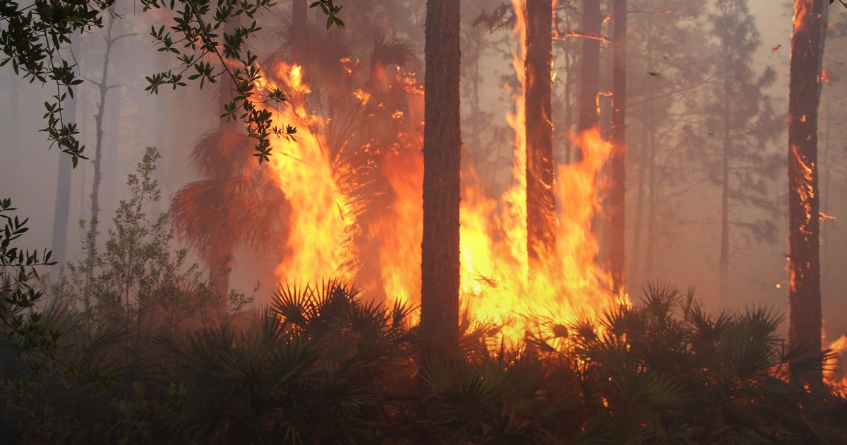 Wildfire near Hwy. 630 in Polk Co. contained | FOX 13 Tampa Bay