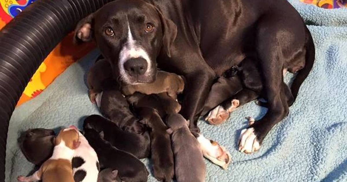 Shelter dog gives birth to puppies on Mother's Day | FOX 13 Tampa Bay