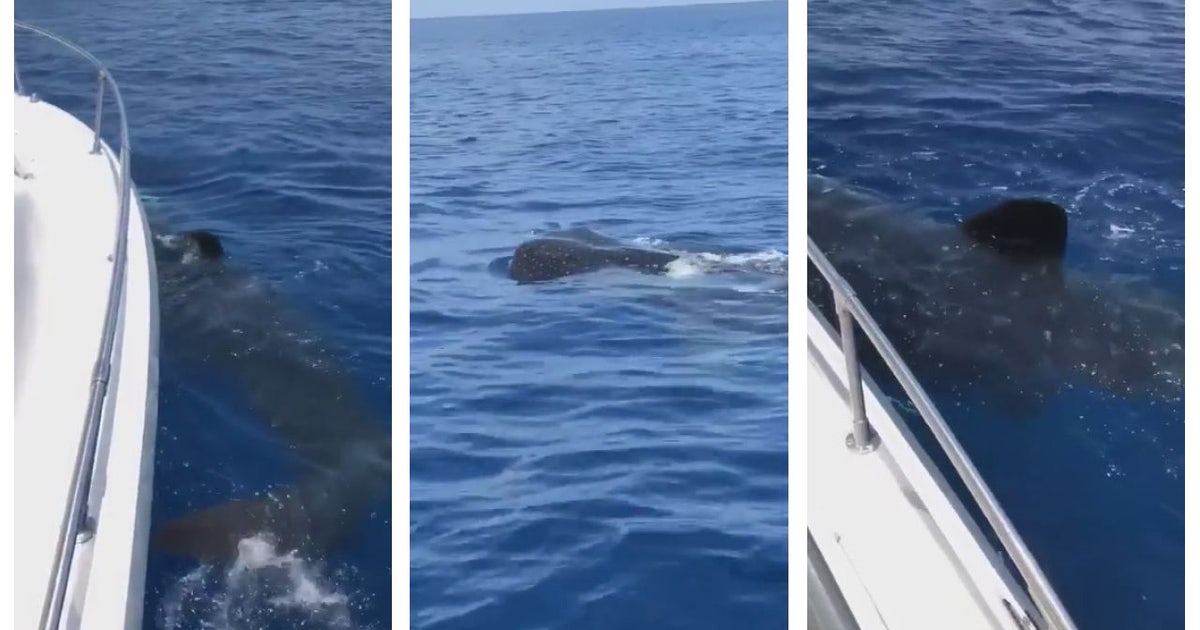 Rare whale shark pod sighting off coast of Anna Maria Island | FOX 13 ...