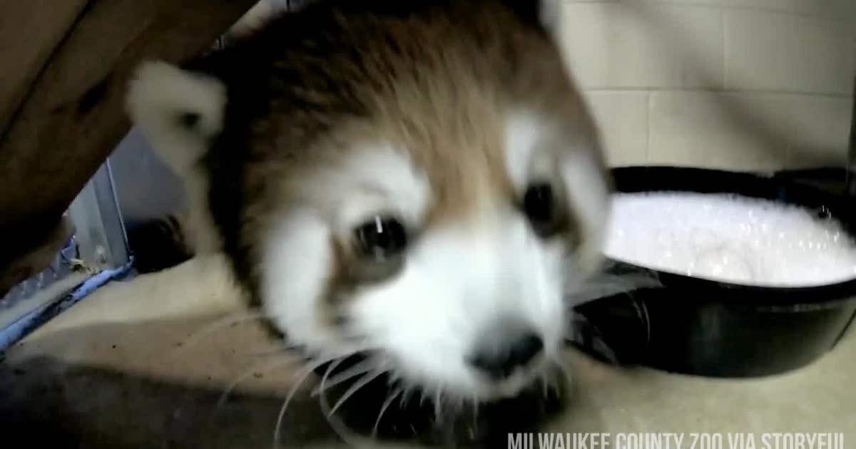 Red panda cub celebrates 'National Bubble Bath Day' | FOX 13 Tampa Bay