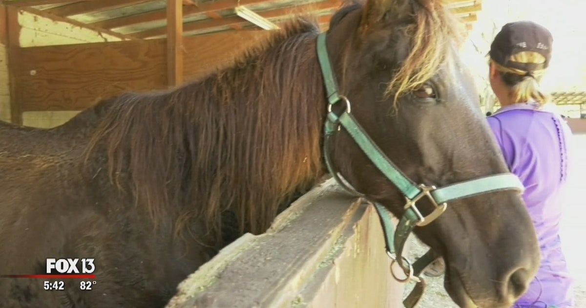 Riverview horse rescue takes in 15 malnourished horses | FOX 13 Tampa Bay