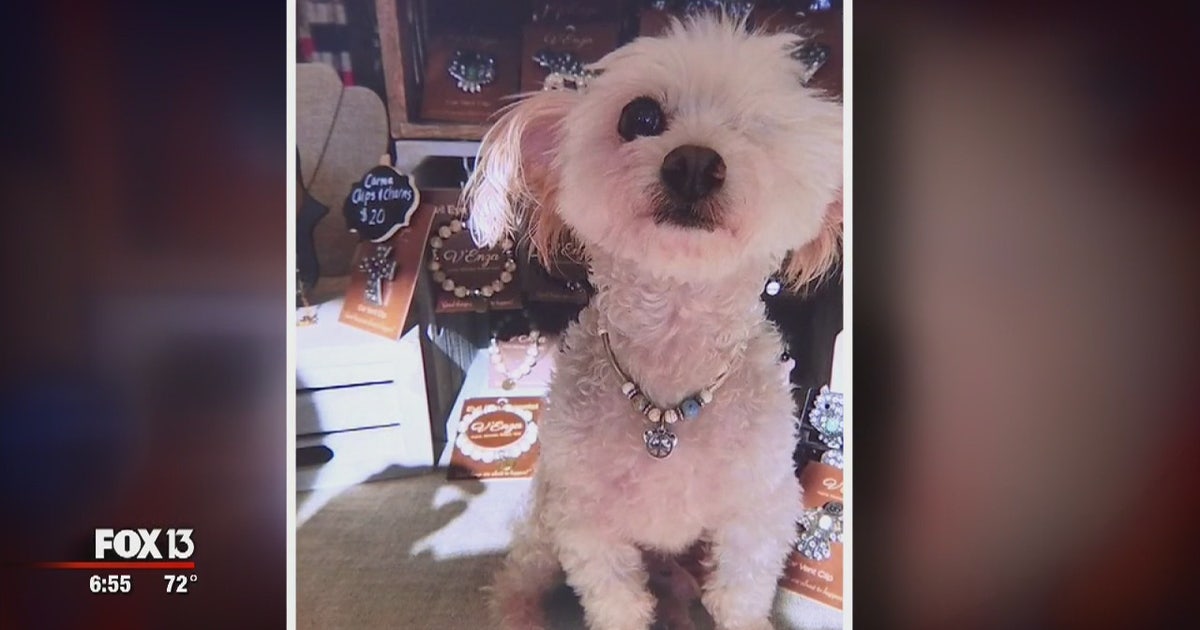 Brooksville rescue saves injured dogs from euthanasia | FOX 13 Tampa Bay