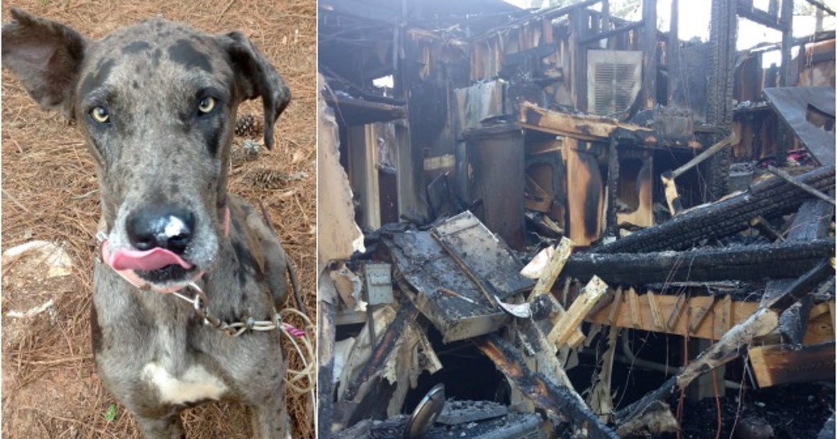 Dog Saves Oconee County Family of 4 from House Fire | FOX 13 Tampa Bay
