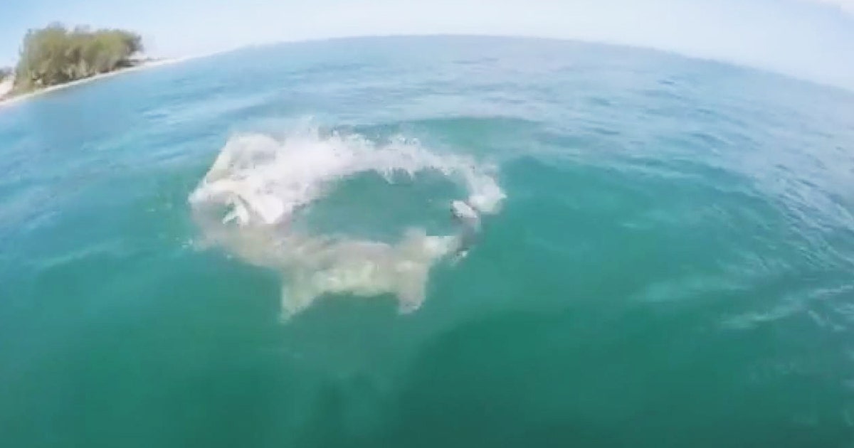 WATCH: Hammerhead swipes fisherman's catch | FOX 13 Tampa Bay