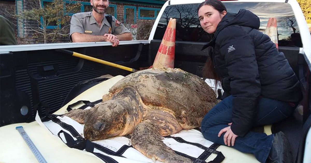 Hundreds of cold-stunned sea turtles rescued in Cape Cod; dozens dead ...