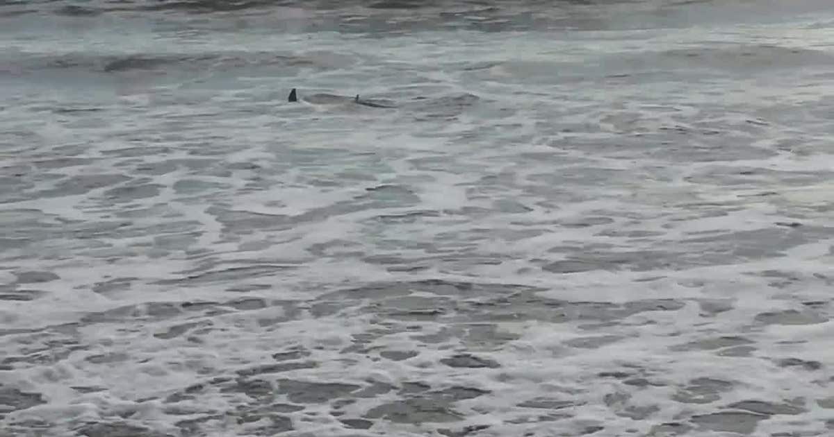 VIDEO: Shark swimming close to shore of Florida beach | FOX 13 Tampa Bay