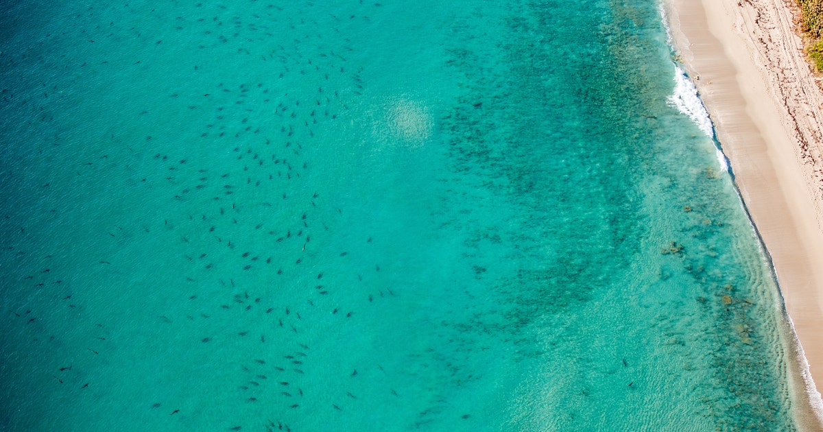 Sharks migrating off coast of Florida by the thousands | FOX 13 Tampa Bay