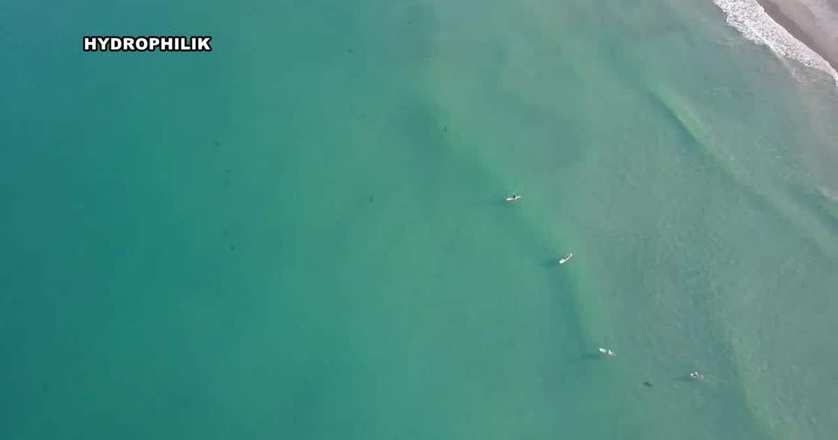 WATCH: Hundreds of sharks along Florida coast | FOX 13 Tampa Bay