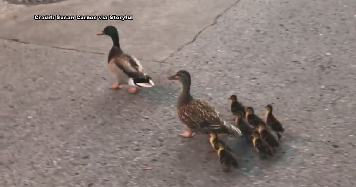 Ducklings rescued from storm drain in South Tampa | FOX 13 Tampa Bay