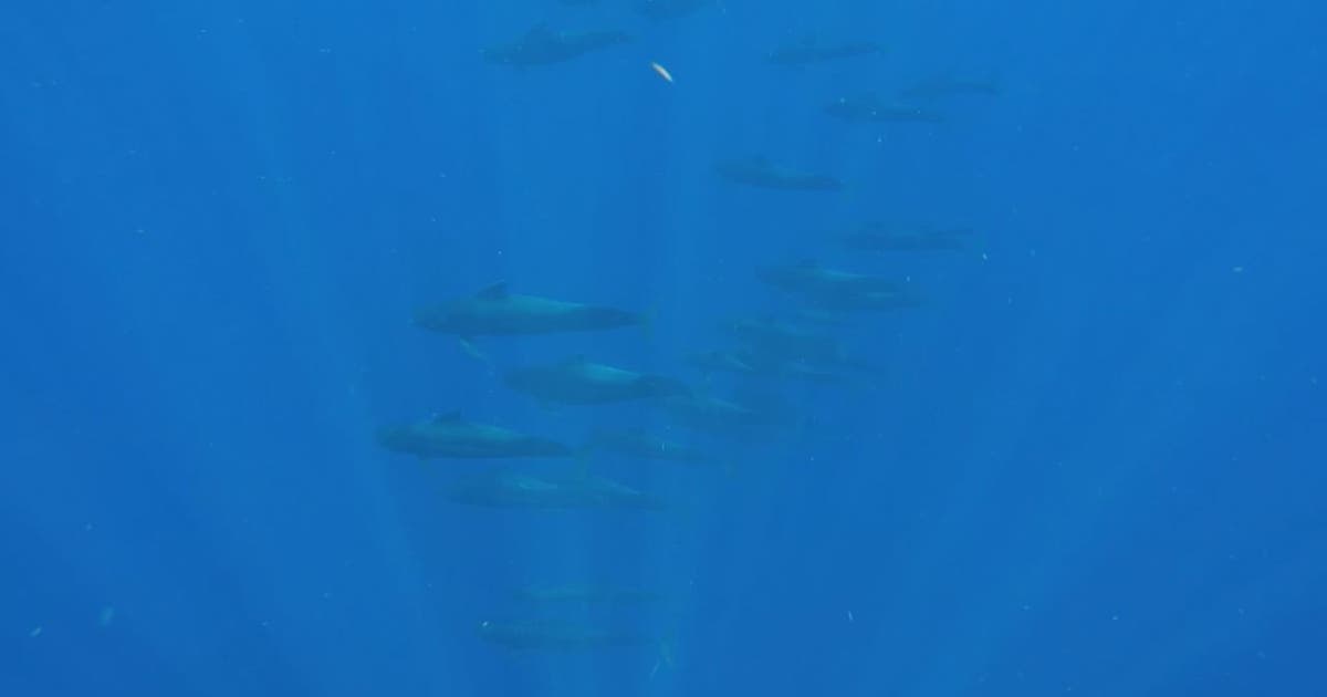 Man swims with dozens of rare whales off Florida coast | FOX 13 Tampa Bay