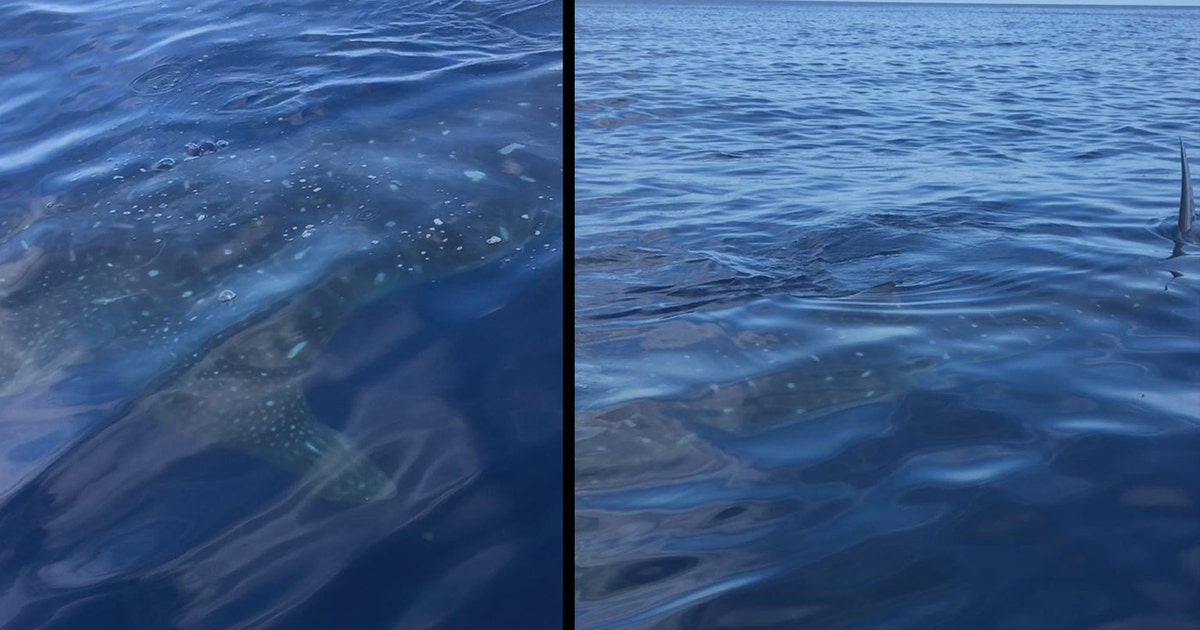 Vacationers spot whale shark off Bunce's Pass | FOX 13 Tampa Bay