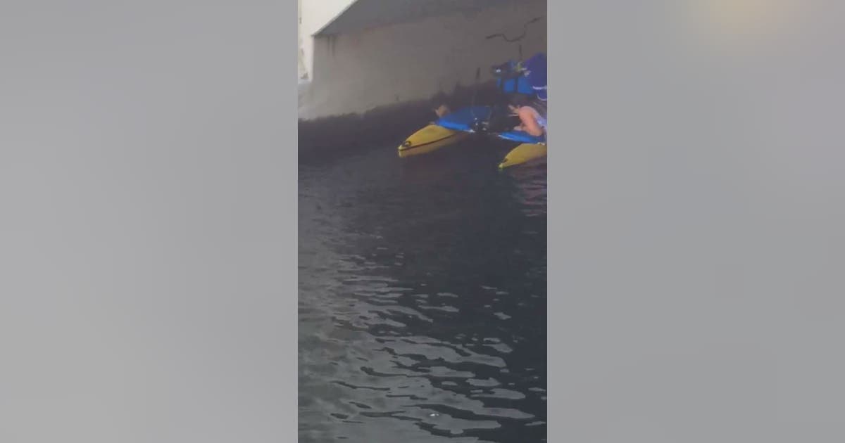 'Cat Hero' rescues kitten from Hillsborough River | FOX 13 Tampa Bay