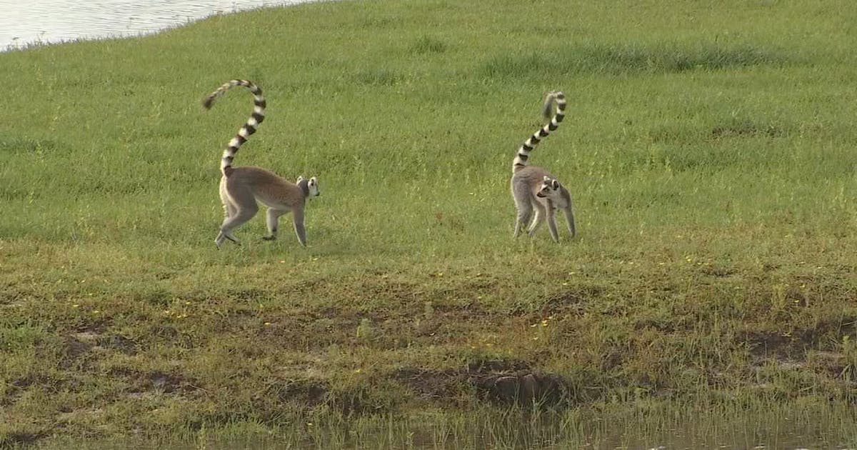 Experience the African safari, animals in Lakeland | FOX 13 Tampa Bay