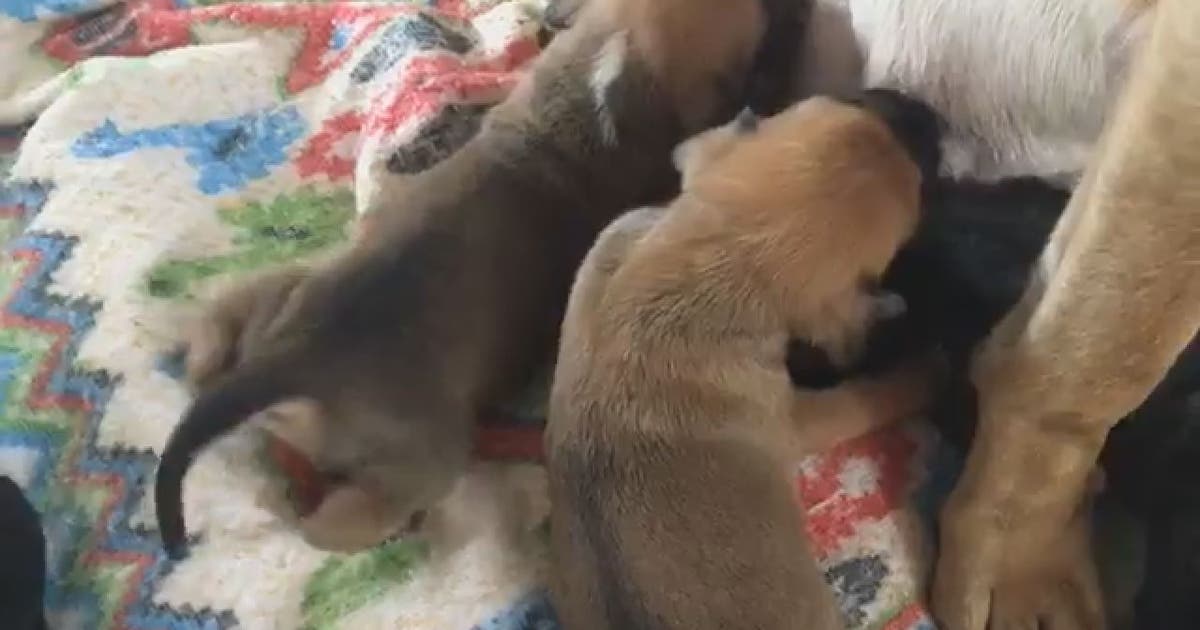 Labrador Inbreeding Only a year old, Labrador mix gives birth to 12 puppies | FOX 13 Tampa Bay