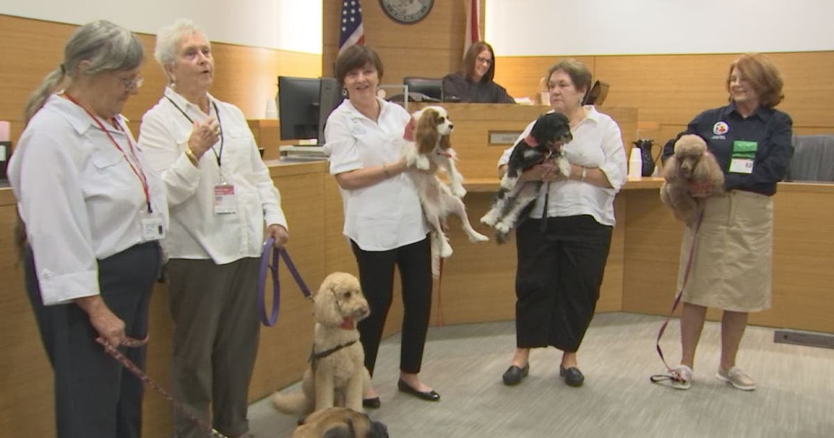 Manatee court swears-in first courtroom support dogs | FOX 13 Tampa Bay
