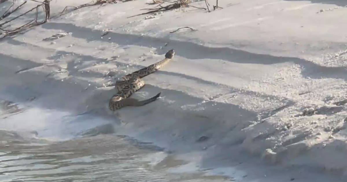 Rattlesnake spotted on Caladesi Island | FOX 13 Tampa Bay