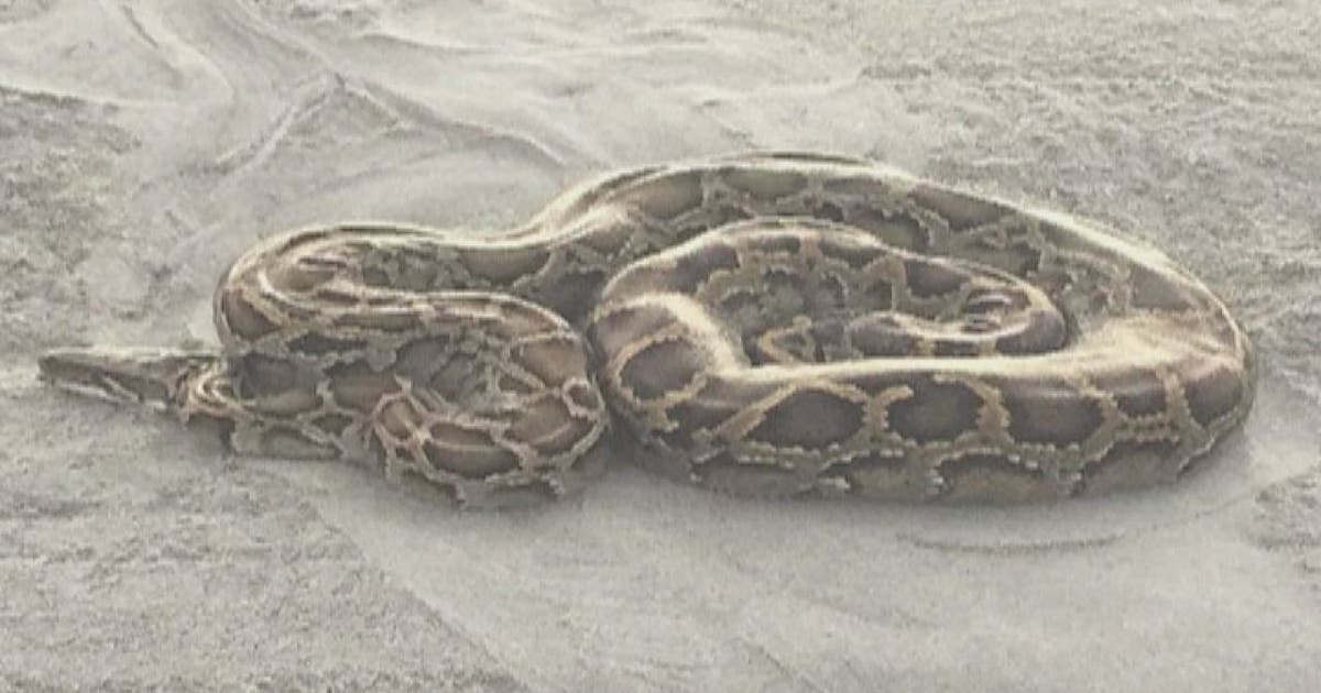 Python startles South Florida beachgoer | FOX 13 Tampa Bay