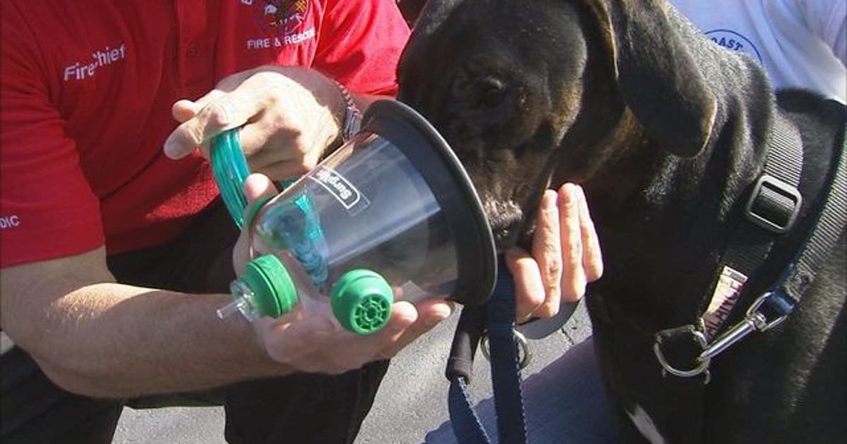 Group raising funds for animal oxygen masks | FOX 13 Tampa Bay