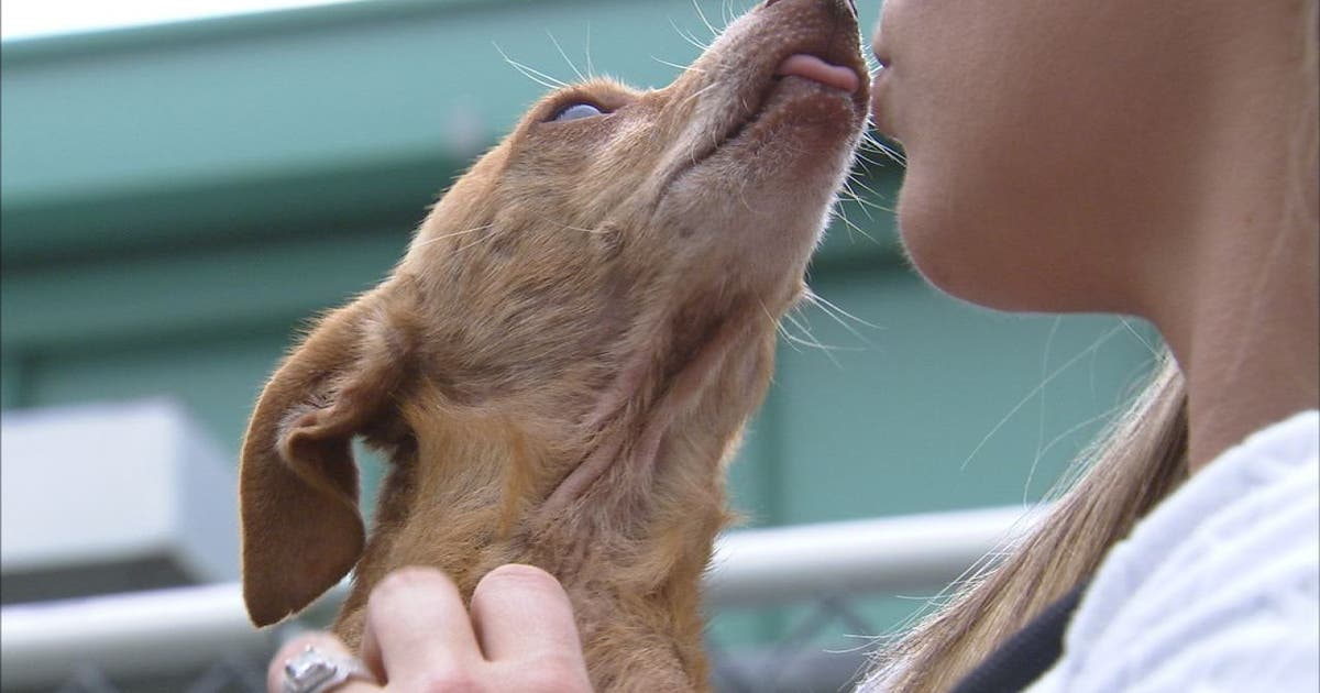 Donor pays for 100 adoptions at Pet Resource Center | FOX 13 Tampa Bay