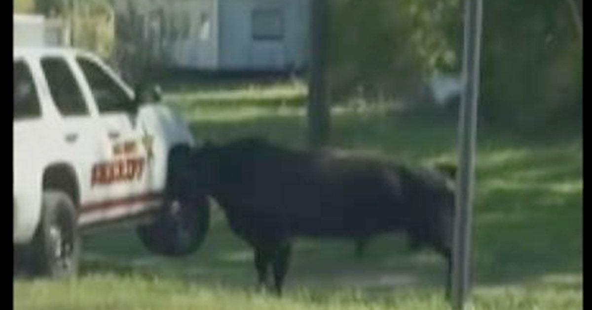 Bull Rams Fighting Video: Angry bull rams Alabama deputy's SUV | FOX 13 Tampa Bay