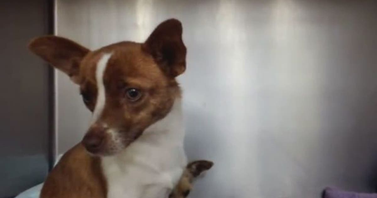 Pasco County offering free pet adoptions | FOX 13 Tampa Bay