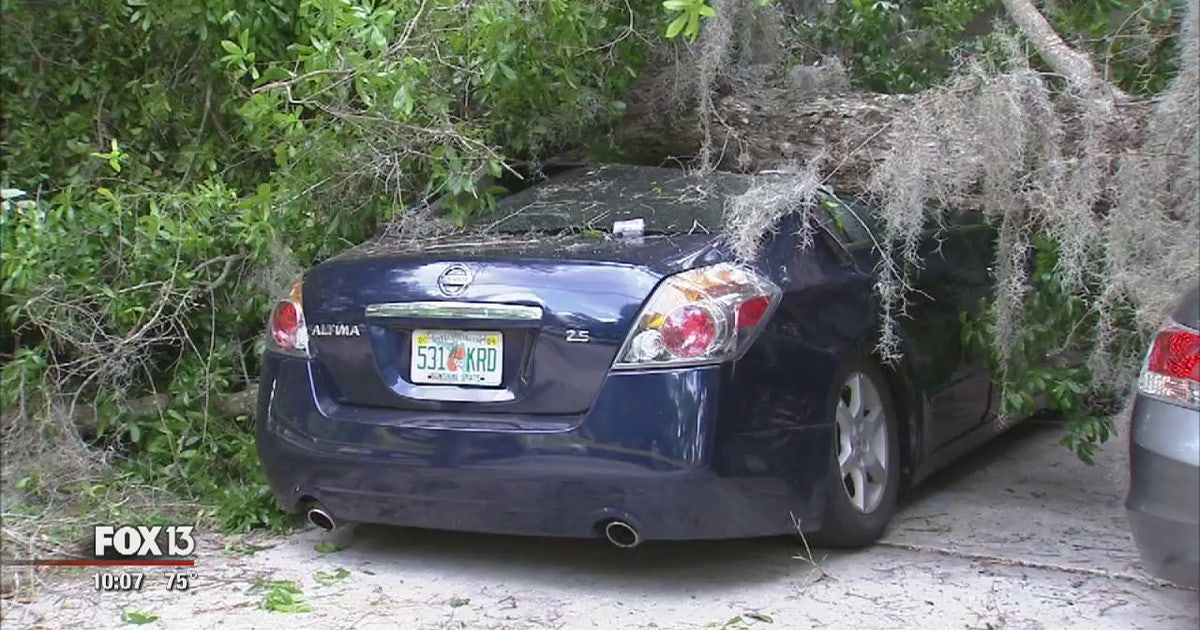 Tree falls on Brandon home, cars | FOX 13 Tampa Bay